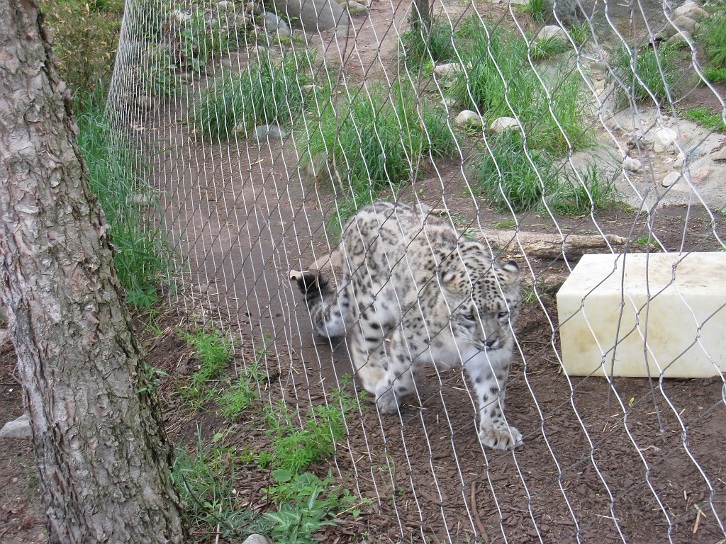 Dart Frog Dash 08 0711.jpg - The Toledo Ohio Zoo held the 2008 Dart Frog Dash 5K race on May 17, 2008. The weather was great, the race went fine, and the animals were fun to see! The highlight was the nursing Polar Bear Cubs - two 330 pound "babies" tugging on mama.